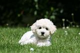 BICHON FRISE 619